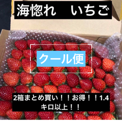 いちご　苺　小粒〜中粒　クール便