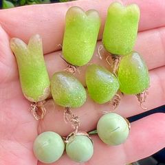 コノフィツム　ブルゲリ 　3種類セット　中苗　マウガニー カルキュルス  多肉植物 メルカリ便　S1