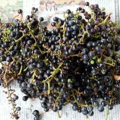 「山ぶどう(野生)」１ｋｇ　 長野県産　９月下旬前後～出荷【配送地域限定品】普通便