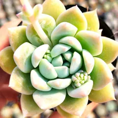 多肉植物　コロラータタパルパx臼田リンゼアナ　ぼのぼのさん交配苗クローン苗 多肉植物 ✱︎ 臼田リンゼアナx コロラータタパルパ
