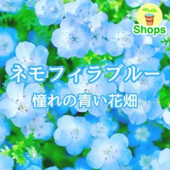 2025年最新】ネモフィラ 種の人気アイテム - メルカリ