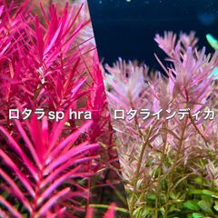 ロタラインディカ、ロタラspHRA水上葉各10本