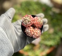 オーストラリアキャプテンハイ　根付き　エケベリア　韓国苗　多肉植物