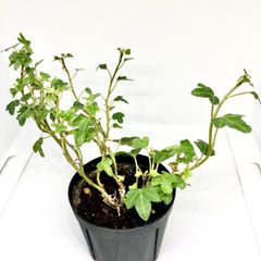 《最終出品苗》 アイビー　へデラヘリックス ダックフット