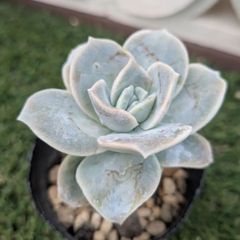 多肉植物エケベリア属ラブリーローズ