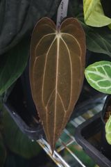 Anthuroom】Anthurium'Ace of Spades' (dark form) アンスリウムエース