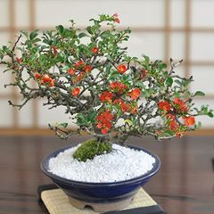 盆栽 『グミ』、樹高52cm。 - メルカリ