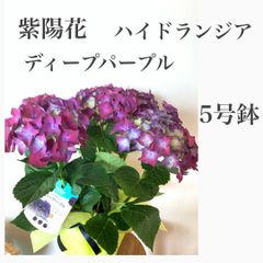 紫陽花　アジサイ鉢植え　ディープパープル　苗・苗木　5号鉢　色の変化が楽しい！