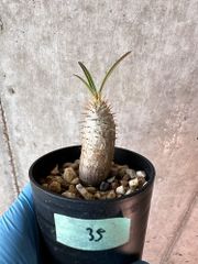 【現品限り】パキポディウム・グラキリス【A35】 Pachypodium gracilius【植物】塊根植物 夏型 コーデックス