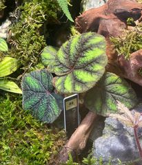 ベゴニアsp ウェルシコロール　ポット付き　パルダリウム熱帯植物