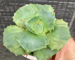 アガベ　王妃雷神　覆輪班