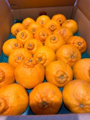 丸特セット！せとか1.不知火1