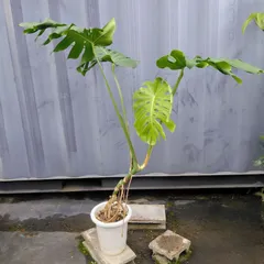 2025年最新】モンステラ根上がりの人気アイテム - メルカリ