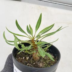 2837 「塊根植物」フォークイエリア プルプシー【実生・Fouquieria purpusii・葉落ちする】