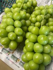はる様専用 早出し希少【岡山県産】ハウス栽培高級シャインマスカット