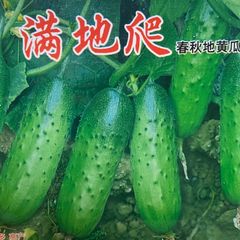 きゅうり（黄瓜/水果黄瓜）