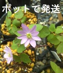 ◎宿根草（多年草）