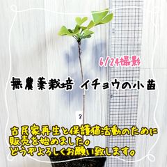 無農薬栽培イチョウの小苗⑧