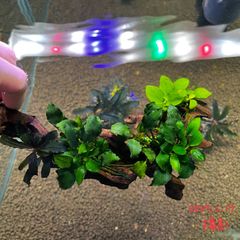 ブセファランドラ　クダガン　アヌビアス　ウェーブリーフミニ　ナナプチゴールデン　活着　水草