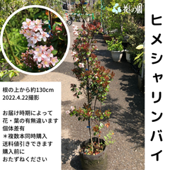 ヒメシャリンバイ約110-130cm前後★