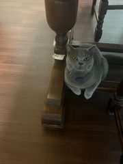 かえび様専用ティータオル