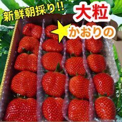 【農家直送】大粒‼️食べ応えたっぷり‪🫶🏻💞‬新鮮朝採り かんちゃん農園 甘いいちご