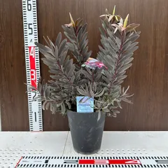 ☆人気品種/リューカデンドロン・デュリフ③/ネイティブ・プランツ☆ 1F|ネイティブプランツ入荷しました。（他オススメ商品