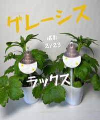 ラックス　グレーシス　ランダムに1株発送致します‼️