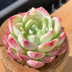 【新入荷・送料込】エケベリア　韓国苗　アイスサラ　多肉植物｜ポコ多肉 p_0075