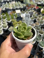 多肉植物 ラズアガ 4個 大きめ【A】 ラズアガ – 多肉植物の通販・販売サイト tawawa