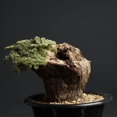 "pelargonium triste" ペラルゴニウム トリステ　管理1498