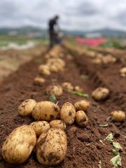 産地直送 激安 新じゃがいも  ニシユタカ A級品 長崎県産 5kg