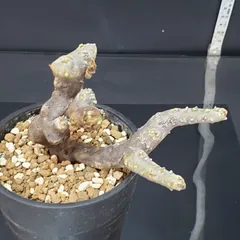 最終値下！一押し残り5株★【実生株】モンソニア ムルチフィダ【採種可能】芽吹き中 最終値下！一押し残り5株☆【実生株】モンソニア ムルチフィダ