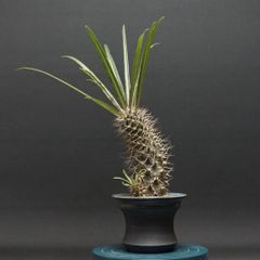 "Pachypodium mikea" パキポディウム ミケア 管理2283