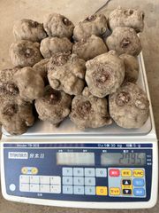こんにゃく種芋2.5kg(あかぎ大玉）
