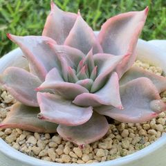 マディバ多肉植物