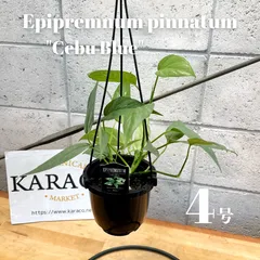 ポトス　ブルーフォーム　海外新品種　セブブルーより入手困難　カット苗発根済み 2025年最新】セブブルーの人気アイテム - メルカリ