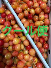 さくらんぼ（ナポレオン）Mサイズ 箱込1キロ程度 山形県産