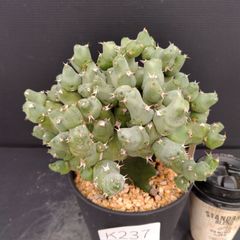 K237【自社養生株】ユーフォルビア　クリビコラ（接ぎ木・発根株・鉢植え）【多肉植物J】