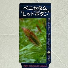 【グラス】ペニセタム・レッドボタン　3号ラベル苗