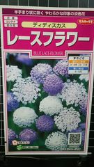レースフラワー ディディスカス 種 ３袋セット