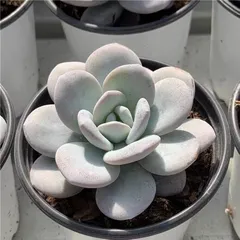 美苗シルエット大苗