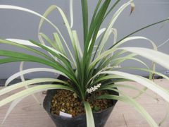 ヤブラン・プアーブロンド、1株、裸で送ります★