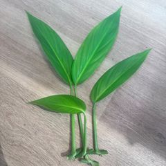 ヤマサキカズラ（水上葉）3節+おまけ1節