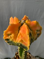 アストロフィツム 紅葉 碧瑠璃鸞鳳玉錦