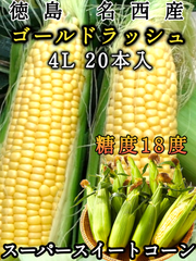 徳島 名西 絶品「ゴールドラッシュ」スーパースイートコーン 糖度18度 生で食べれる甘味が抜群❗