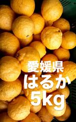 愛媛県産　はるか　柑橘　5kg