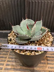 アガベ　トランカータ　40センチ❗ アガベ トランカータ Agave parryi var. truncata｜多肉植物図鑑