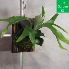 ビカクシダ　3種セット Amazon.co.jp: チャーム ビカクシダ コウモリラン 観葉植物板