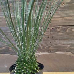 7wCqfKnak3uUJyyjDPJMzQ.jpg@jpg